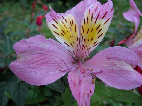 what are some common names for peruvian lily